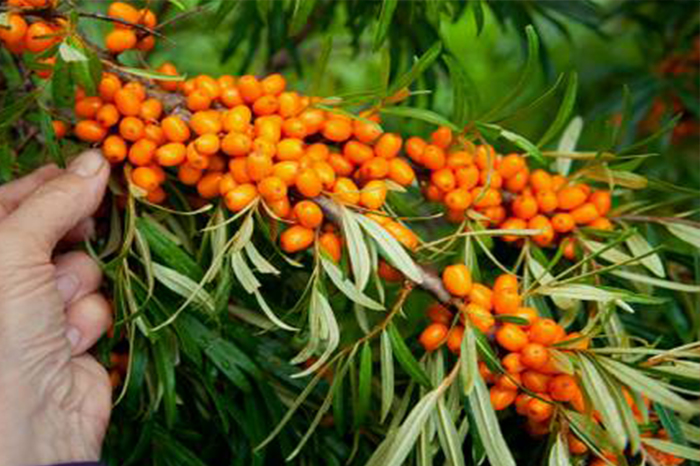 Tibetan sea buckthorn – for immunity