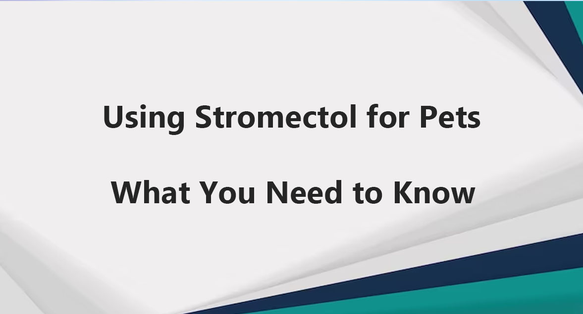 Using Stromectol for Pets: What You Need to Know